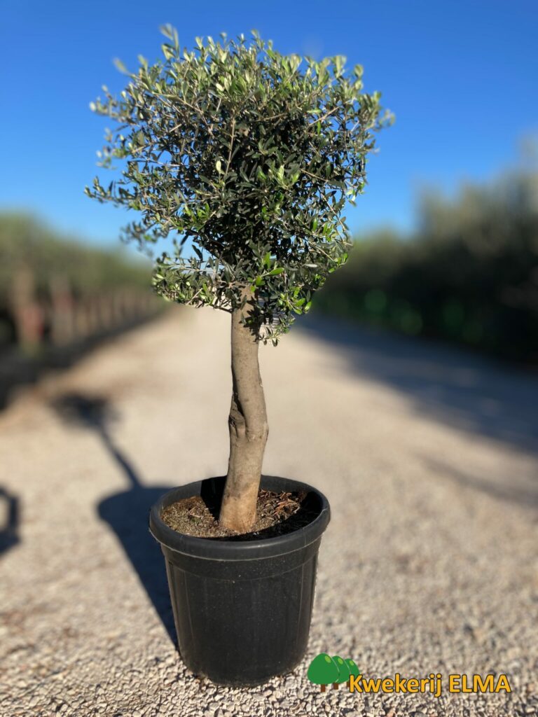 Olijfboom Olea Europaea 1 90 Meter Hoogte Kwekerij Elma