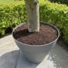 Elma-pots-and-plants-potgrond-2