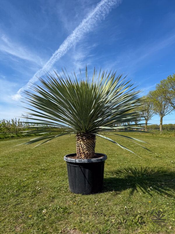 Yucca Rostrata 1.10/1.20 meter hoogte