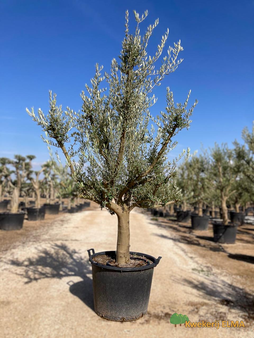 PHOTO20251123105327 €315 | Kwekerij Elma