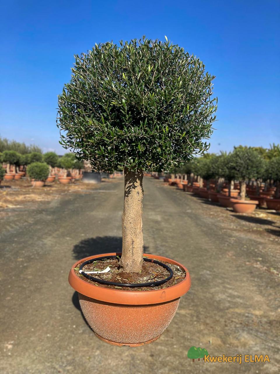 PHOTO20251123105330 €185 | Kwekerij Elma