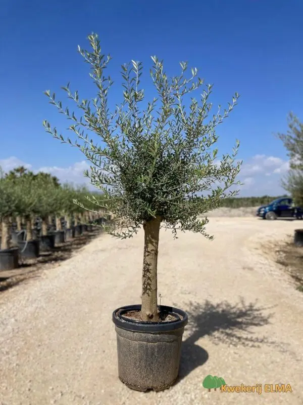 Olijfboom (Olea Europaea) | Stamomtrek 30 cm | Hoogte 190  200cm incl. pot  | Kwekerij Elma