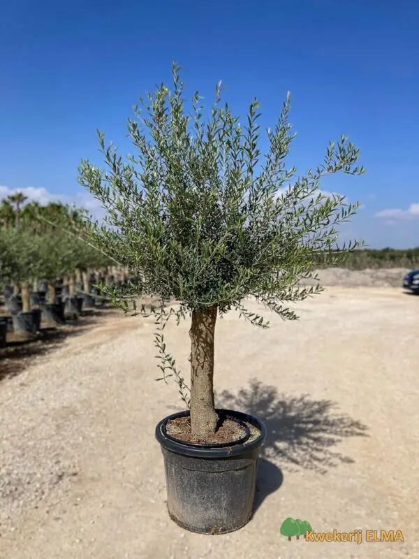 cast iron plant for sale Buy a Cast Iron Plant Pet Friendly Live main image 1