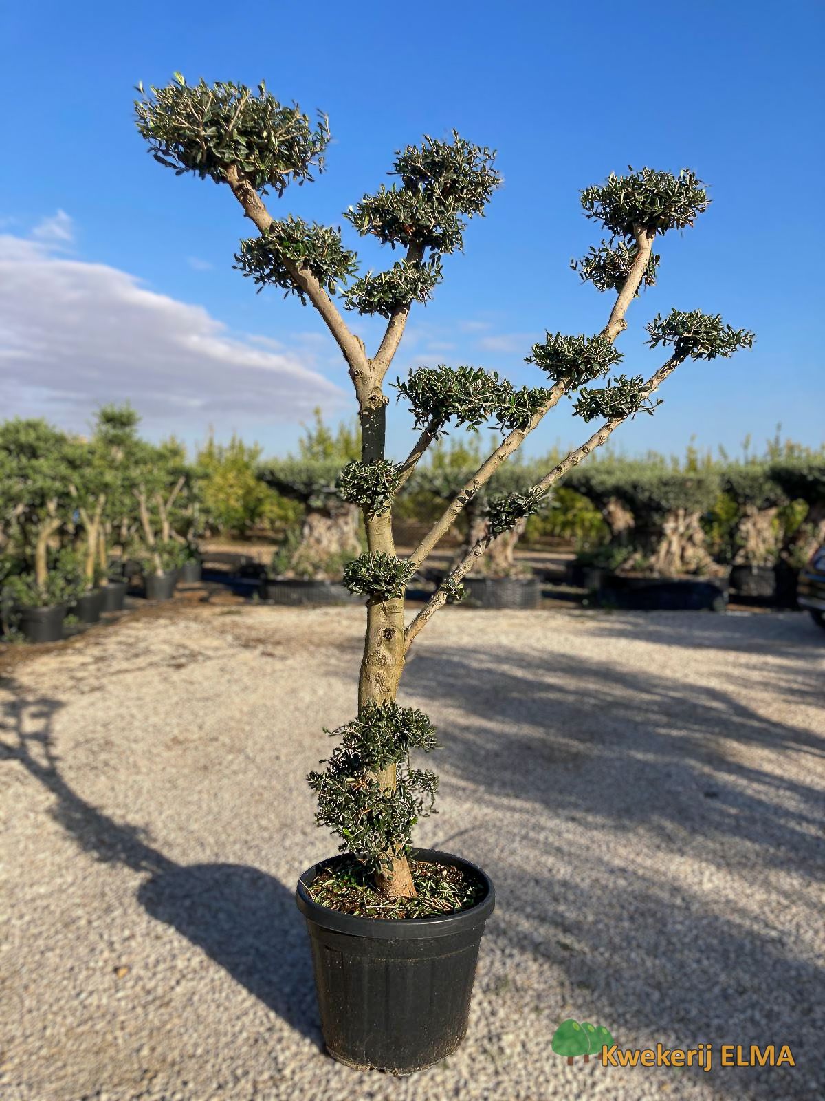 PHOTO20251123105339 €175 | Kwekerij Elma