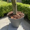Elma-pots-and-plants-boomschors-2